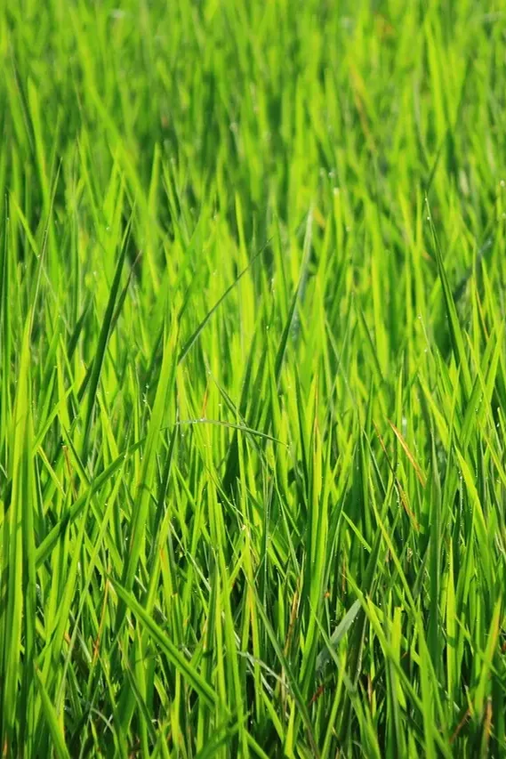 RICE_AW20_165_2667