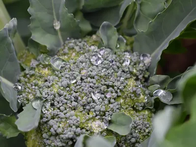 An allotment