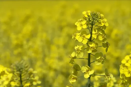 A rapeseed field