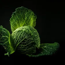 Food tank image for COP26