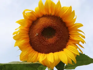 Cook with Flowers Greenwich Pantry_ How to.jpg