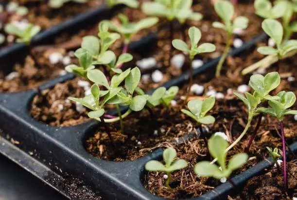 seedlings growing in a seed tray